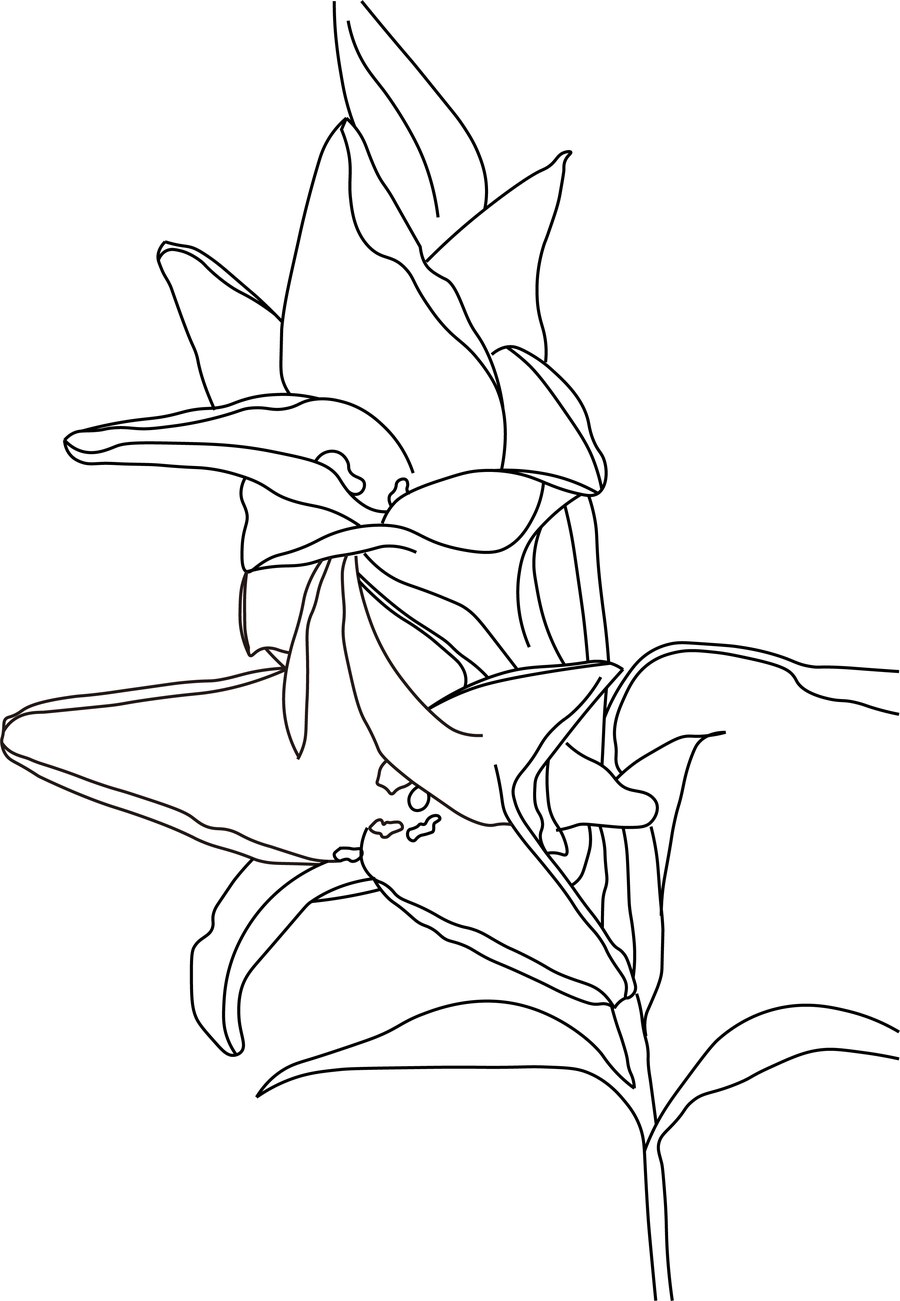 百合の花の線画